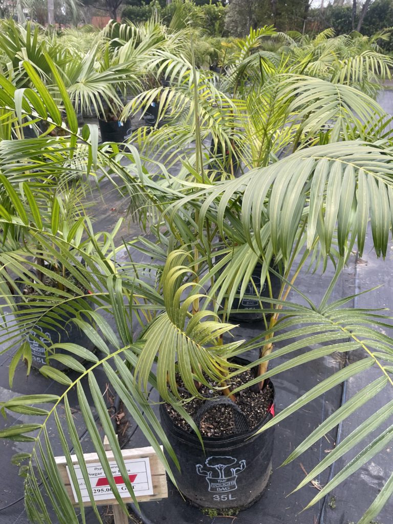 Archives: Palm Species - Auckland Palm Centre